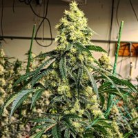 (Bild für) Sour G R1