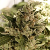 (Bild für) Sour Ghost Face Haze