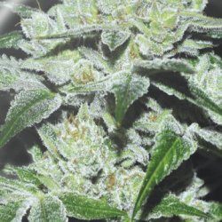 Ein allgemeines Bild