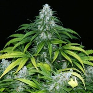 (image for) Sour Grape Kush