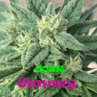 Sour Gummy female