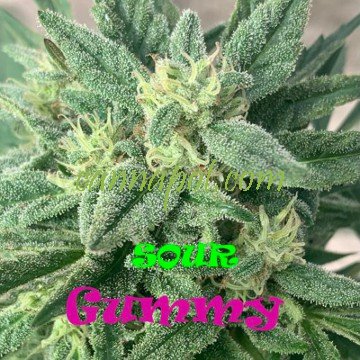 Sour Gummy female - zum Schließen ins Bild klicken