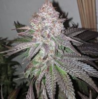 Sour Lemonaid 7 fem