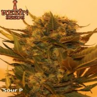 Sour P fem