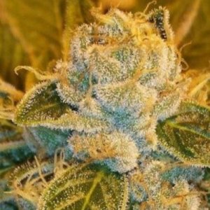 (imagen para) Sour Ripper female