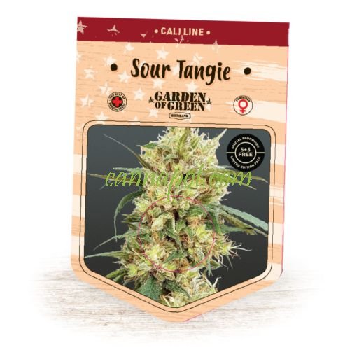 Sour Tangie fem - zum Schließen ins Bild klicken