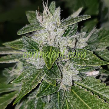 Sowahh aka Sour Diesel BX4 - zum Schließen ins Bild klicken