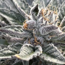 Ein allgemeines Bild