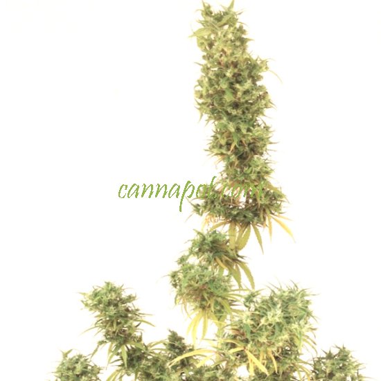 Special Original Haze - Click Image to Close