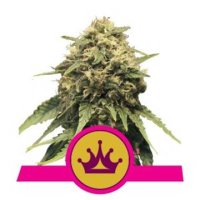 Special Queen #1 feminized