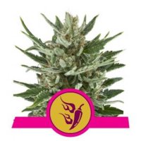 Speedy Chile feminized