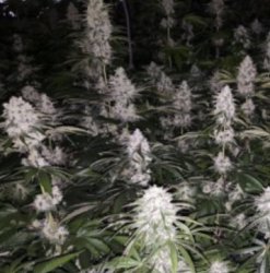 Ein allgemeines Bild