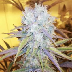 Ein allgemeines Bild