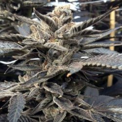 Ein allgemeines Bild