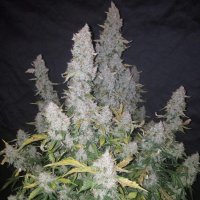 Stardawg Auto fem