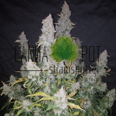 Stardawg Auto fem - zum Schließen ins Bild klicken