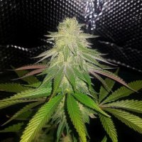 Sticky Sherbert 7 fem