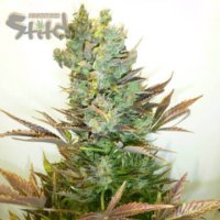 Stitchs Love Potion Auto