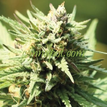 Stoopid Fruits [Humboldt Seed Co] : cannabisseeds