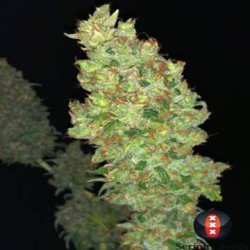 Ein allgemeines Bild