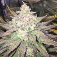 Strawberry Banana Grape female