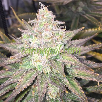 Strawberry Banana Grape female - zum Schließen ins Bild klicken