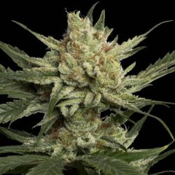 Ein allgemeines Bild