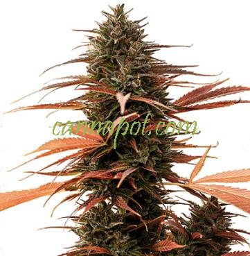 Strawberry Cake CBD - zum Schließen ins Bild klicken