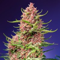 Strawberry Cola Sherbet F1 Fast Version fem