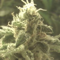 Strawberry Cough Autoflower fem