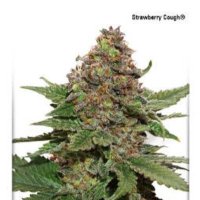 (imagen para) Strawberry Cough