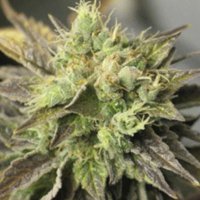 (imagen para) Strawberry D-Lite