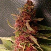 (Bild für) Strawberry Diesel Dojo 6 fem