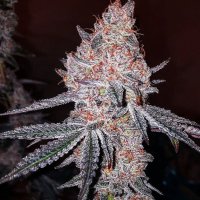 Strawberry Cookies OG R1