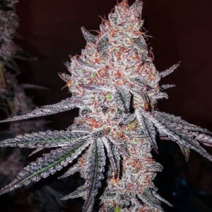 Strawberry Cookies OG R1