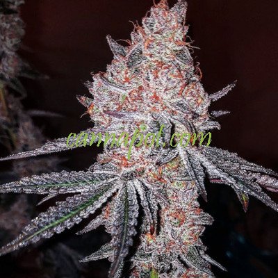 Strawberry Cookies OG R1 - zum Schließen ins Bild klicken