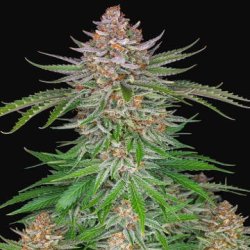 Ein allgemeines Bild