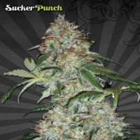 (image for) Sucker Punch Auto female