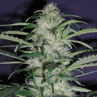 (Bild für) Sudden Flower