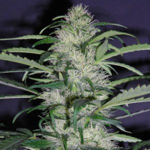 (Bild für) Sudden Flower