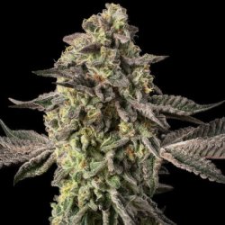 Ein allgemeines Bild