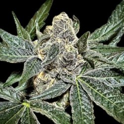 Ein allgemeines Bild