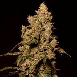 Ein allgemeines Bild