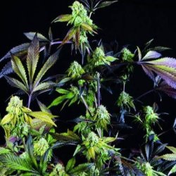 Ein allgemeines Bild