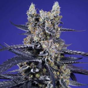 (image pour) Super Boof XL Auto fem