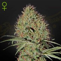 Super Bud Auto female