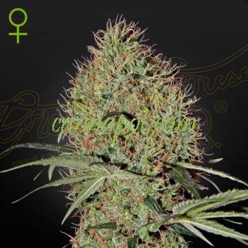 Super Bud Auto female - zum Schließen ins Bild klicken