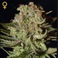 (image pour) Super Bud female