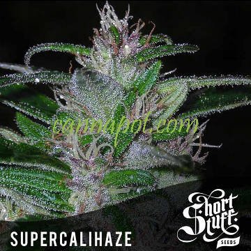 Super Cali Haze - zum Schließen ins Bild klicken