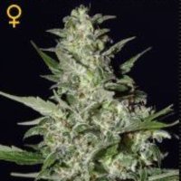 (image pour) Super Critical Auto female